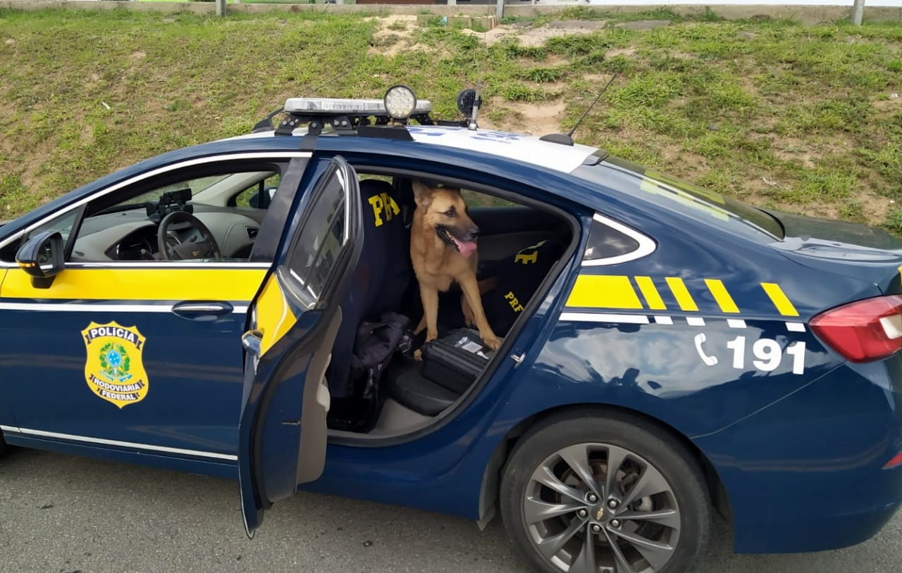 Fotos Policiais Resgatam Cadela Debilitada Abandonada Na BR 101 CLICSC