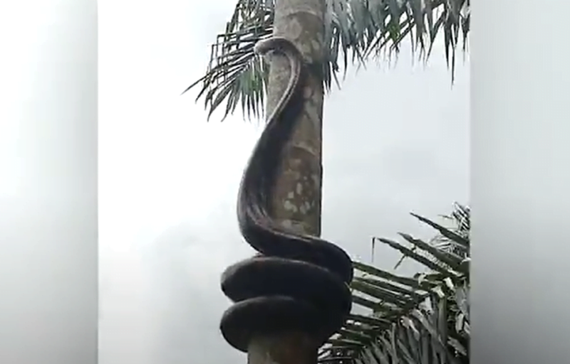 Vídeo Cobra gigante é flagrada escalando árvore CLICSC