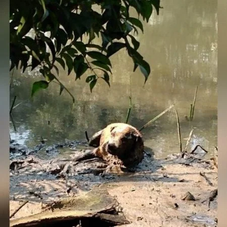 Cadela grávida e ferida é resgatada em rio de Itajaí