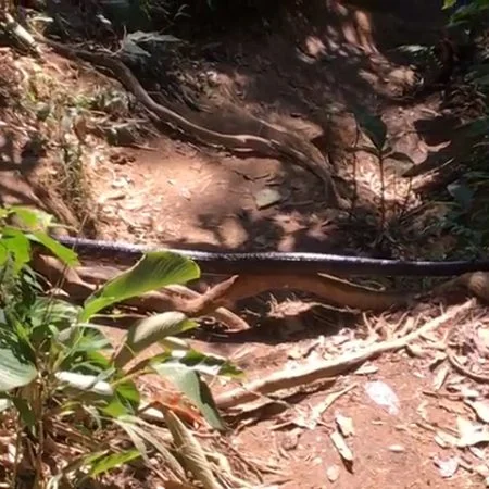 Vídeo: Trilheiros são surpreendidos por cobra gigante em Camboriú