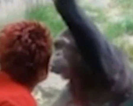 Mulher é proibida de visitar zoológico após manter relação amorosa com chimpanzé