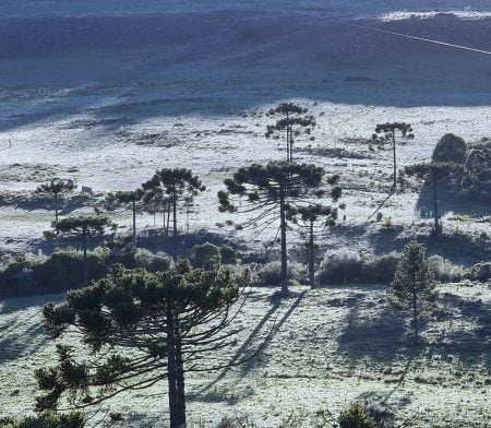 Vídeo: Geada surpreende na Serra Catarinense em pleno 20 de novembro