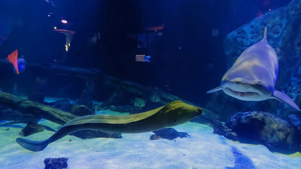 peixes e tubarão nadando em aquário