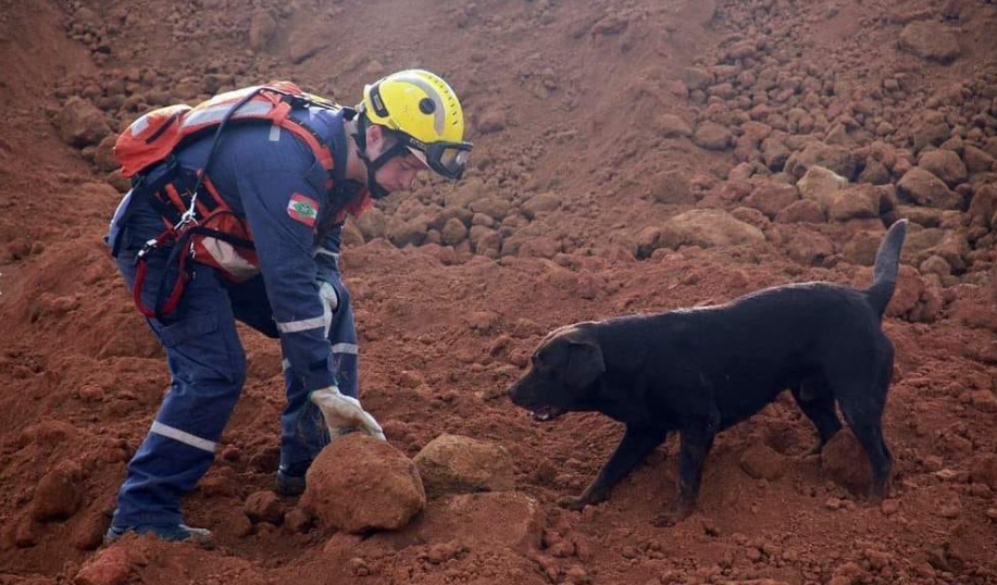 cão farejador