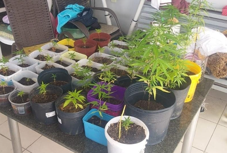 maconha