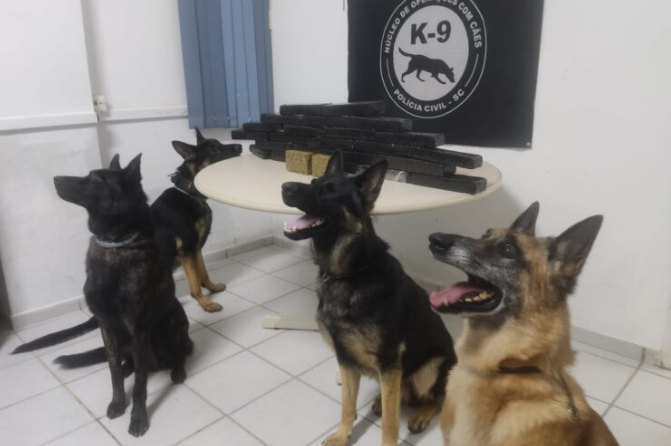 cães drogas
