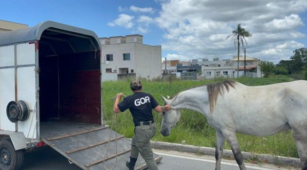 cavalo Gor