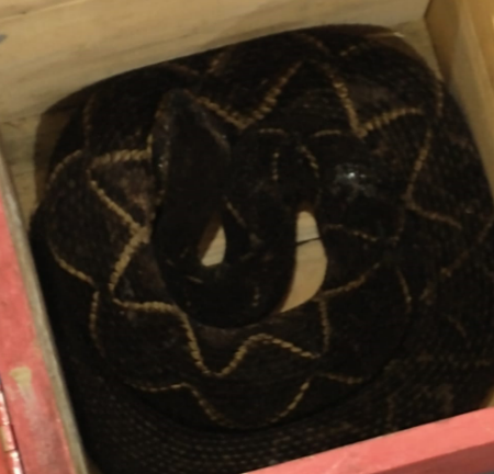 Em São José cobra venenosa de mais de 1,5 metro é capturada em casa