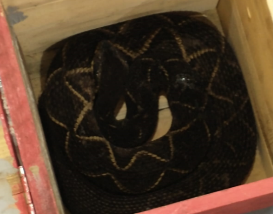 cobra são josé