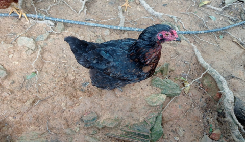 galinha