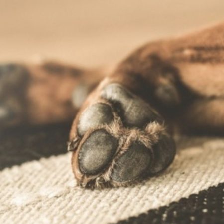 Homem que agrediu cão na orla de Balneário Camboriú é condenado por maus-tratos a animais