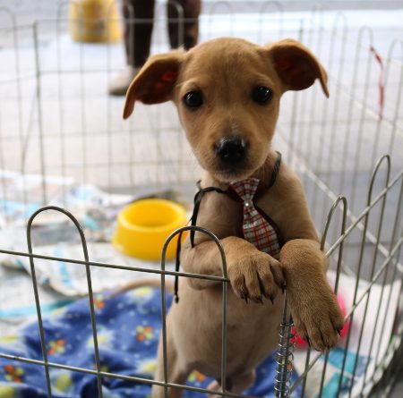 Porto Belo realiza feira para doação de animais neste sábado