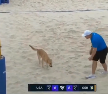 Cachorro vira-lata caramelo invade partida do Circuito Mundial de Vôlei Challenge de Itapema e faz sucesso na internet