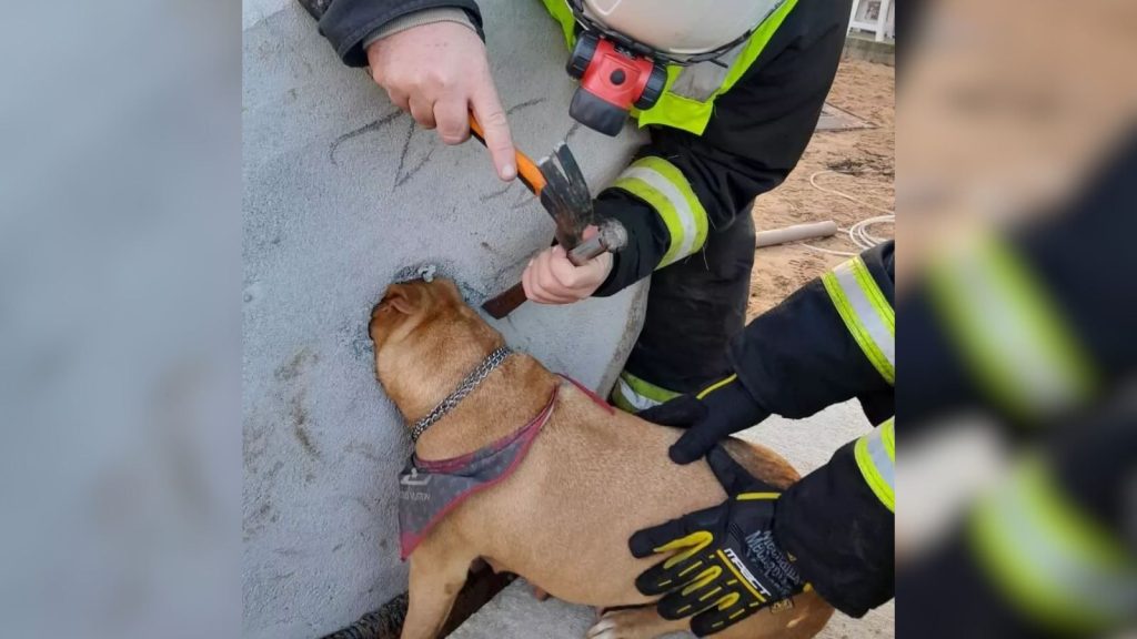 Foto mostra um cachorro da raça pitbull de cor caramelo com a cabeça presa em um bloco de concreto onde seria o buraco de uma fossa. socorristas usam materiais para resgate