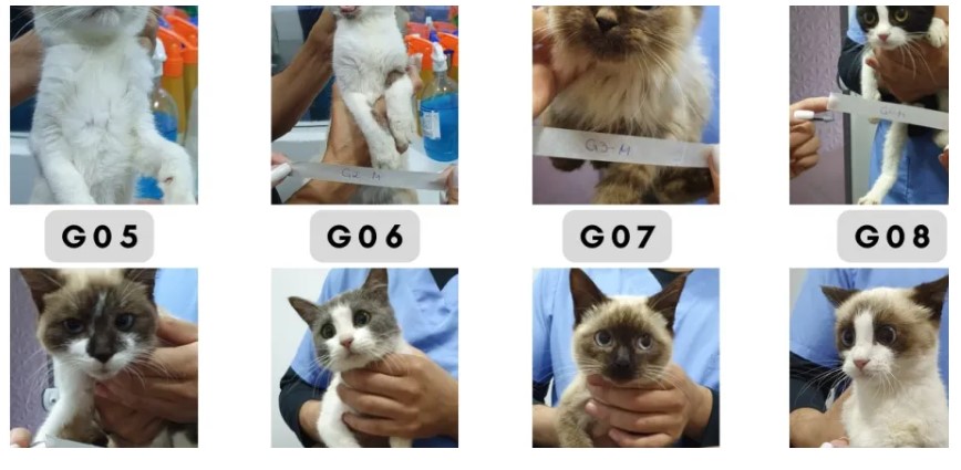 Imagem mostra gatos