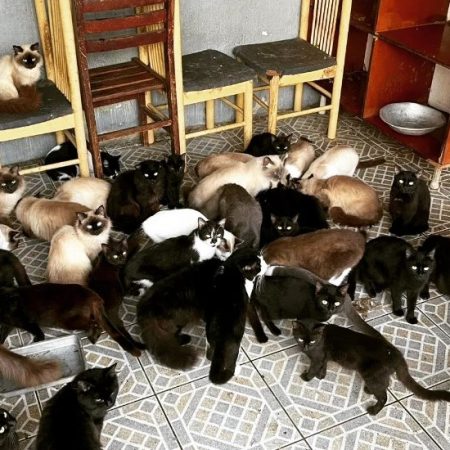 São José: Prefeitura assume tutela de 125 gatos que foram abandonados em residência