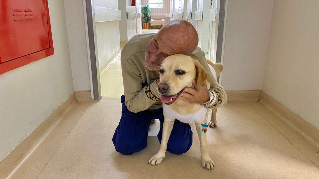 Imagem mostra Labradora Bombeiros