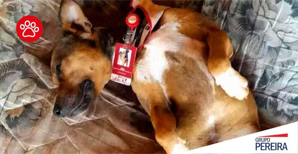 Imagem mostra cachorro dormindo com crachá