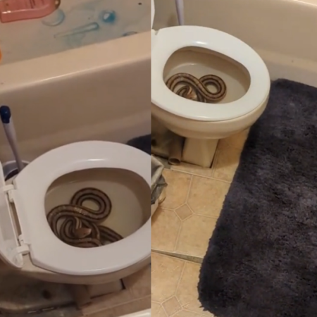 Mulher encontra cobra de 1,5 metro no vaso sanitário e faz vídeo assustador