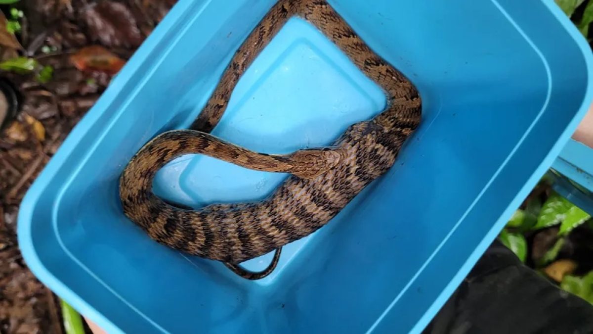 Biólogo encontra cobra-de-duas-cabeças no quintal de casa em SC