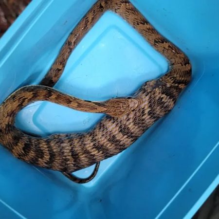 Flagrante incrível: Cobra engolindo sapo é capturado por moradora em SC