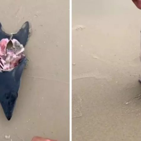 Turista encontra cabeça de tubarão mais veloz do mundo em praia de Florianópolis