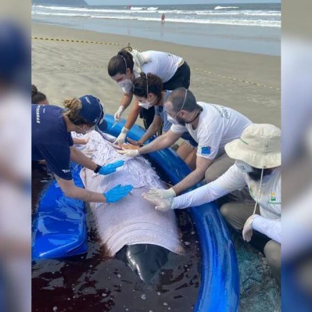 Cachalote encalha em praia de SC e desencadeia resgate urgente